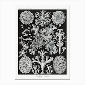 Lichenes–Flechten, Ernst Haeckel Canvas Print
