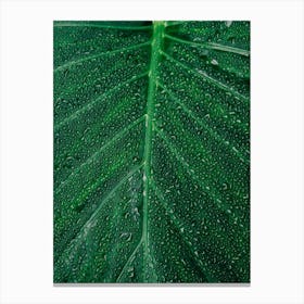Green Leaf With Water Droplets Canvas Print