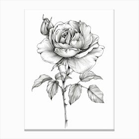English Rose Black And White Line Drawing 1 Canvas Print