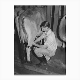 Stripping Cow After Being Milked With Electric Milker, Mineral King Cooperative Farm, Tulare County, California By Canvas Print