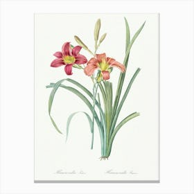 Orange Day Lily Illustration From Les Liliacées (1805), Pierre Joseph Redoute Canvas Print