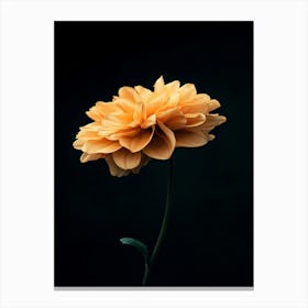 Single Dahlia Flower Canvas Print