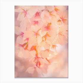 Japanese Sakura Blossom Canvas Print