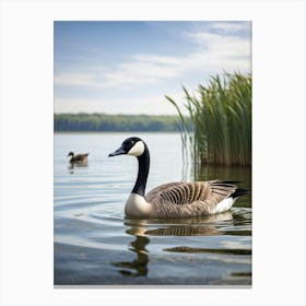 Canadian Geese Swimming In A Lake Canvas Print