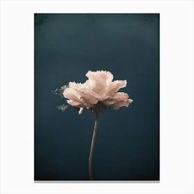 carnation flower Canvas Print