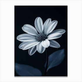 Daisy 13 Canvas Print