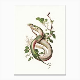 Vine Snake 1 Vintage Canvas Print