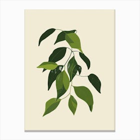 Wandering Jew Plant Minimalist Illustration 8 Canvas Print