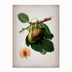 Vintage Fig Botanical on Parchment n.0295 Canvas Print