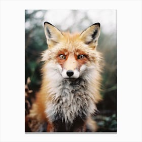 Red Fox Close Up Realism 1 Canvas Print