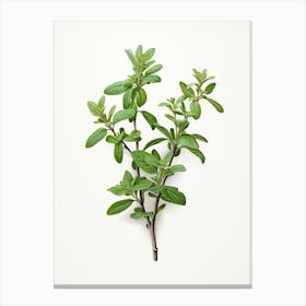 Thyme Vintage Botanical Herbs 3 Canvas Print
