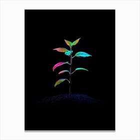 Plant Growing In The Dark 20 Canvas Print