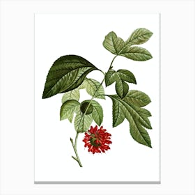 Vintage Paper Mulberry Flower Botanical Illustration on Pure White n.0619 Canvas Print