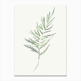 Artemisia Leaf Minimalist Watercolour Canvas Print