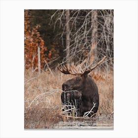 Swamp Moose Canvas Print