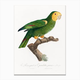 The Yellow Shouldered Amazon From Natural History Of Parrots, Francois Levaillant 2 Canvas Print