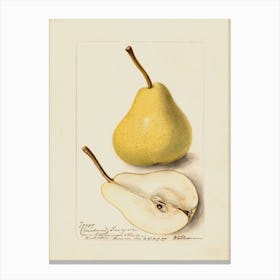 Pears 6 Canvas Print