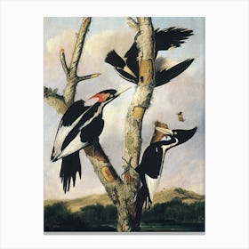 Vintage Painting Three Woodpeckers In A Tree Canvas Print