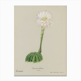 Easter Lily Cactus, Familie Der Cacteen 2 Canvas Print