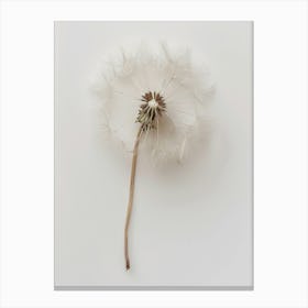 Dandelion 3 Canvas Print