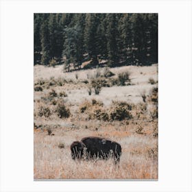 Bison In Wildflowers Canvas Print