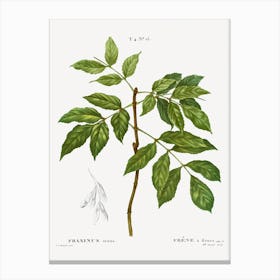 Manna Ash, Pierre Joseph Redoute Canvas Print