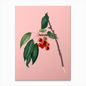 Vintage Cherry Botanical on Soft Pink n.0044 Canvas Print