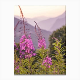 Pink flowers in the alps in France at sunset - floral mountain nature and travel photography by Christa Stroo Photography. Canvas Print