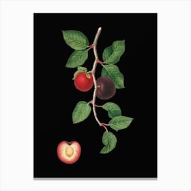 Vintage Apricot Botanical Illustration on Solid Black n.0044 Canvas Print