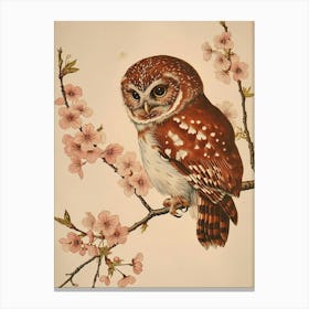 Northern Pygmy Owl Vintage Illustration 2 Canvas Print