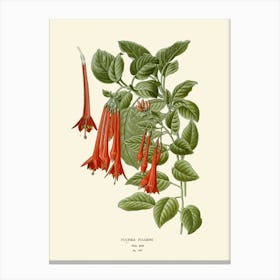 Fuchsia 7 Canvas Print