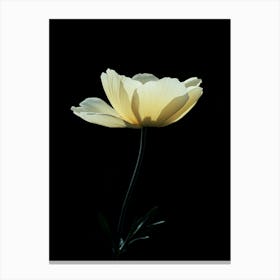 White Poppy 2 Canvas Print