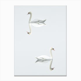 Mirror Swans Canvas Print