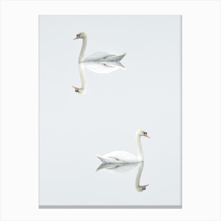 Mirror Swans Canvas Print