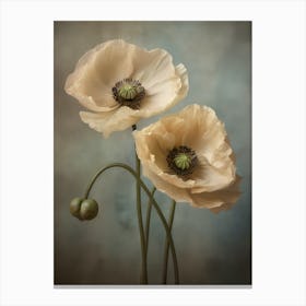 Poppies 32 Canvas Print