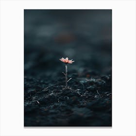 Single Flower In The Dark 90 Canvas Print