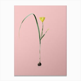 Vintage Cape Tulip Botanical on Soft Pink n.0621 Canvas Print