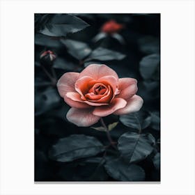 Dark Rose 45 Canvas Print