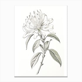 Honeysuckle Flower Vintage Botanical 0 Canvas Print