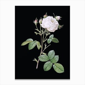 Vintage White Provence Rose Botanical Illustration on Solid Black n.0290 Canvas Print