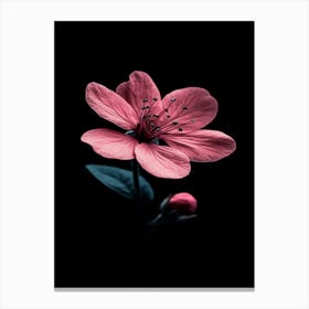 Pink Flower On Black Background 13 Canvas Print