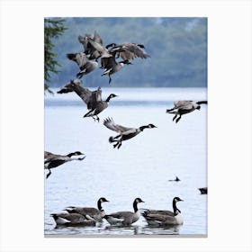 Geese In Flight Canvas Print