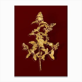 Vintage Wild Privet Botanical in Gold on Red Canvas Print
