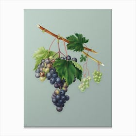 Vintage Grape from Ischia Botanical Art on Mint Green n.0278 Canvas Print