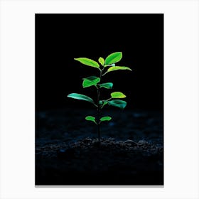 Small Green Plant On Black Background Canvas Print