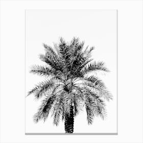 Black And White Tropical Palm Tree  Canvas Print