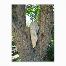 Rock In A Tree Canvas Print