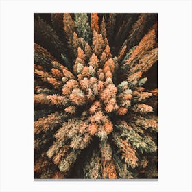 Aerial View Of Pine Trees Canvas Print