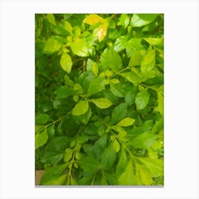 Green Leaves On A Bush Canvas Print