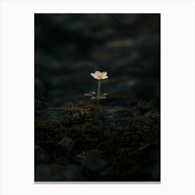 Single Flower In The Dark 23 Canvas Print